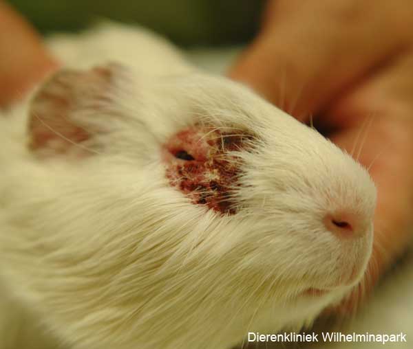 Een cavia met huidproblemen bij het oog tgv mijten.